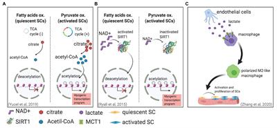 Lactate Metabolism and Satellite Cell Fate